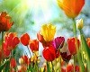 eCard Stationery - Beautiful Tulips